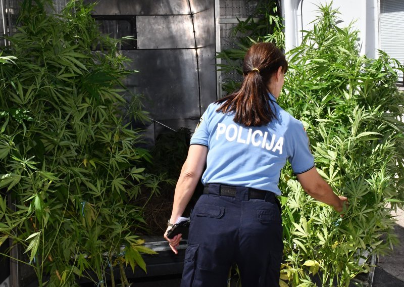 Policija uhitila mladića zbog uzgoja i proizvodnje marihuane
