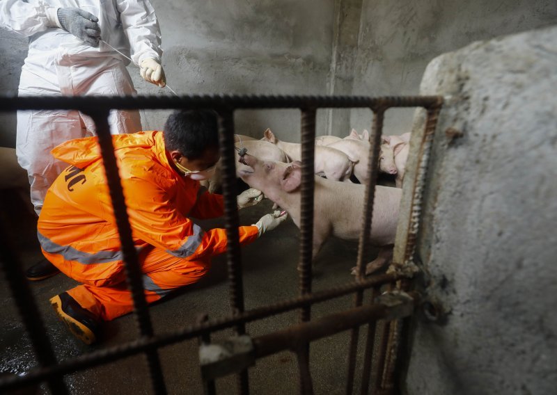 Vijetnam šalje Filipinima cjepivo protiv afričke svinjske kuge