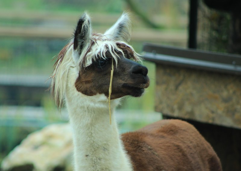 Zavirite u zimski život Zagrebačkog ZOO-a