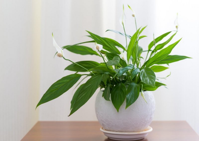 Želite smanjiti prašinu u domu? Ove predivne sobne biljke postat će vam najveći saveznik