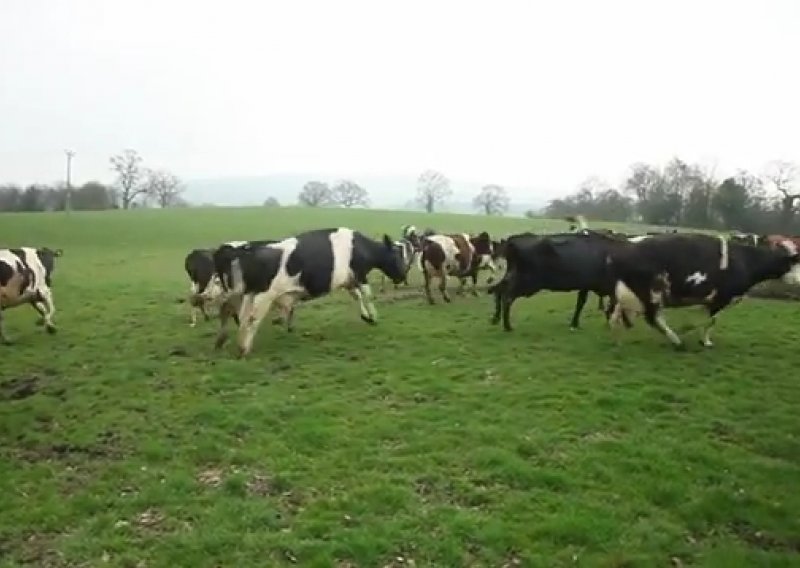 Ovako izgledaju krave kad zaplešu od sreće