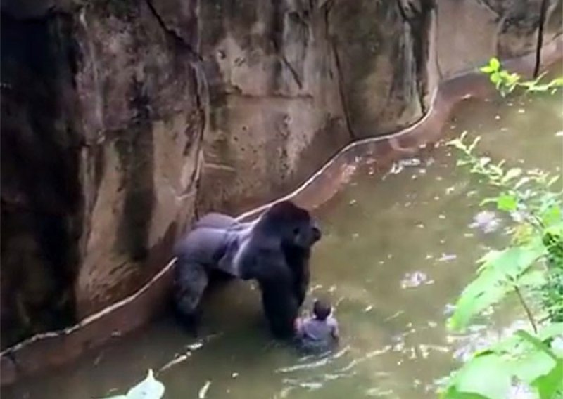 Je li gorila u zoološkom morao biti ubijen?