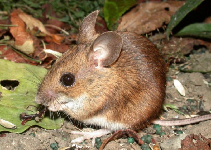 Stručnjaci: Slijedi epidemija mišje groznice