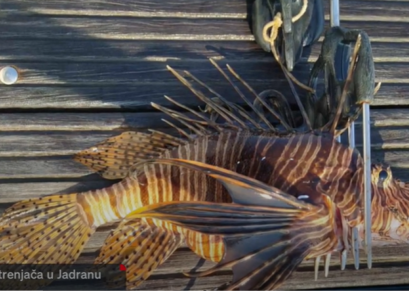 Opasna riba ulovljena u Jadranu: 'Ovisno o jačini uboda može doći i do smrtnih slučajeva'