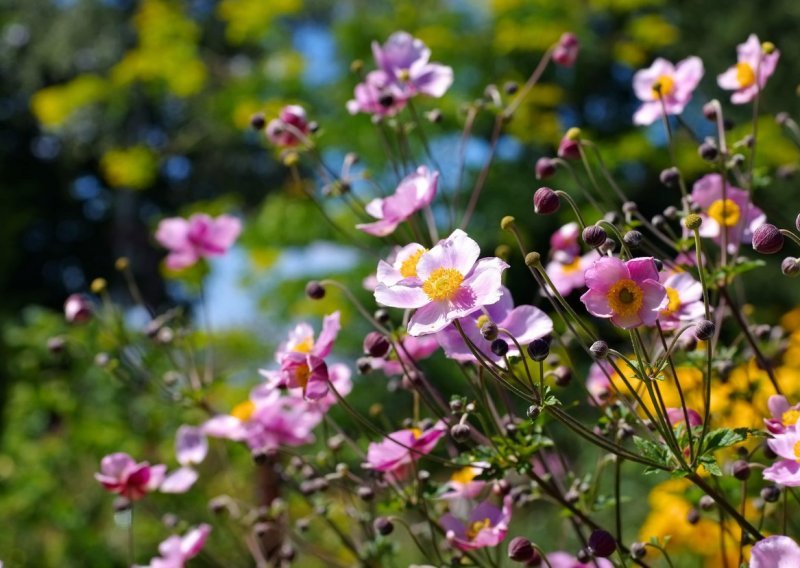 Uživajte u šarenom vrtu do kasne jeseni: Evo koje cvijeće saditi početkom rujna