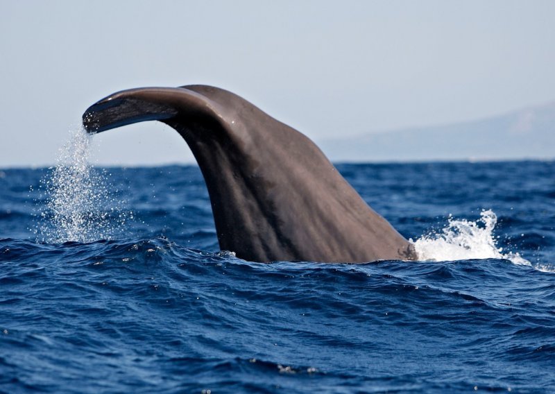 Skupina ulješura kod Korčule; javite ako uočite velike kitove
