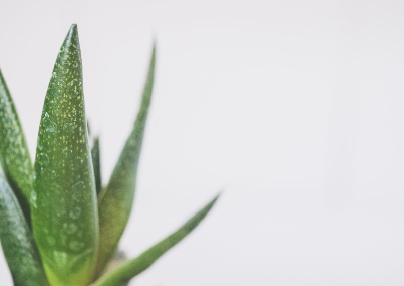 Gel aloe vere mogao bi postati vaša nova omiljena hidratantna krema