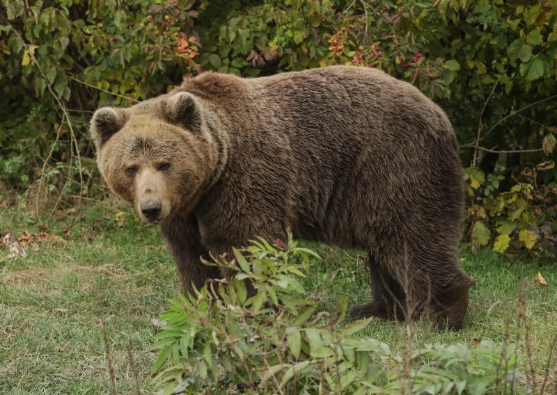 Medvjed trčao po Kupresu, prepao se automobila pa uplašio mještane