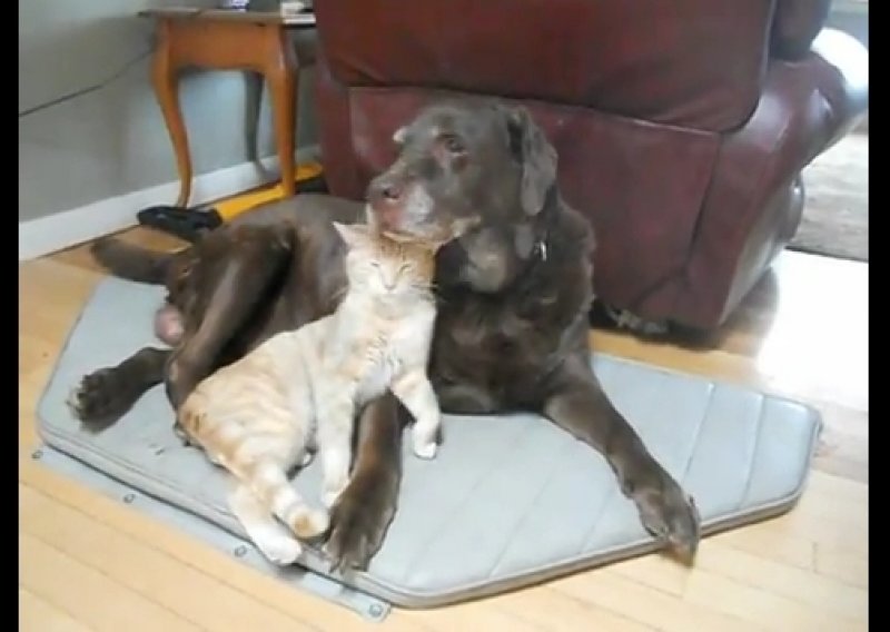Pogledajte mačka i psa – nerazdvojne prijatelje