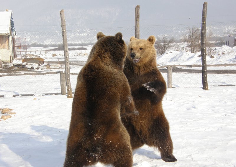Ukrajina izvlači žive medvjede iz birtija