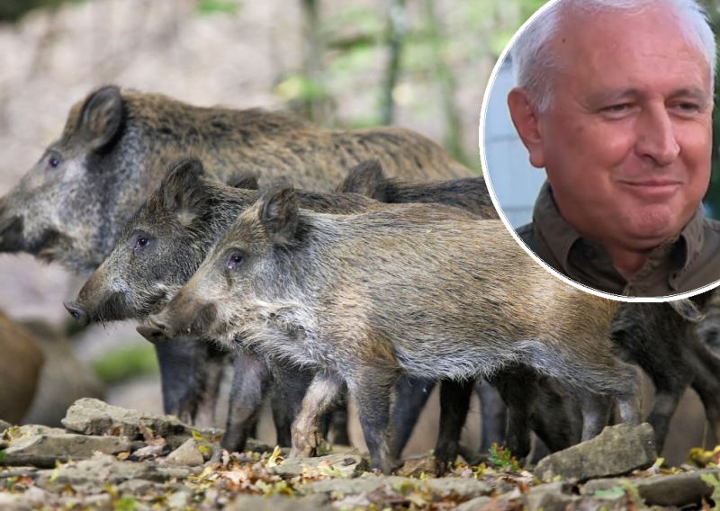 Divlje svinje u Zagrebu: Iz lovačkog saveza imaju savjet za građane, ali i vlast