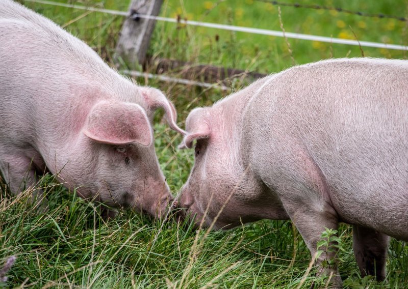 'Agroproteinka ne eutanazira svinje već provodi zbrinjavanje usmrćenih'