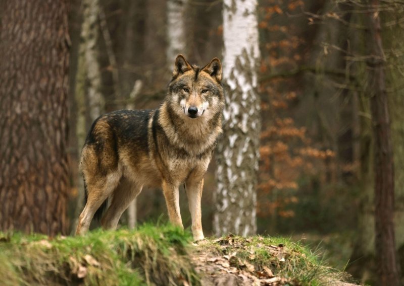Švicarska dozvolila odstrel vukova nakon pritužbi farmera