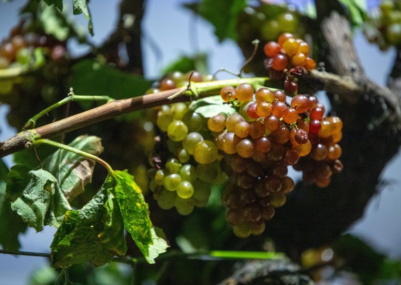 Kiše i bolesti loze zamalo potopile vinare, spas donijelo rujansko sunce