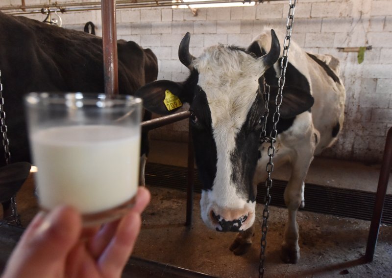 Proizvodnja mlijeka na obiteljskim gospodarstvima pala za 9,9 posto