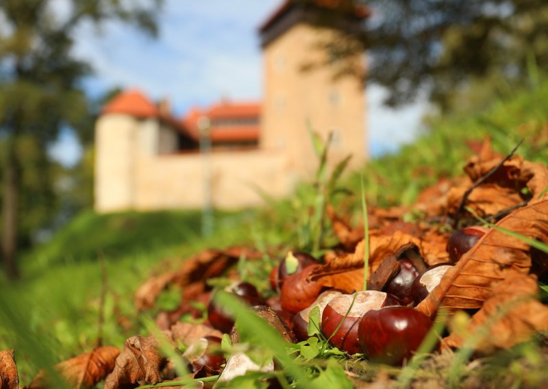 Planirate skupljati kestene? Budite oprezni, kazne su velike