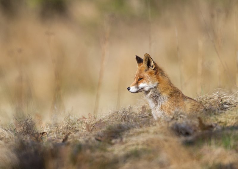 Veterinari: U Hrvatskoj nema bjesnoće, ali tako je bilo i s afričkom svinjskom kugom