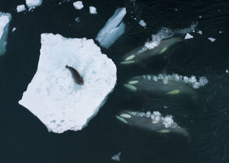Europska svemirska agencija oglasila se o 'alarmantnom' topljenju leda na Antarktici