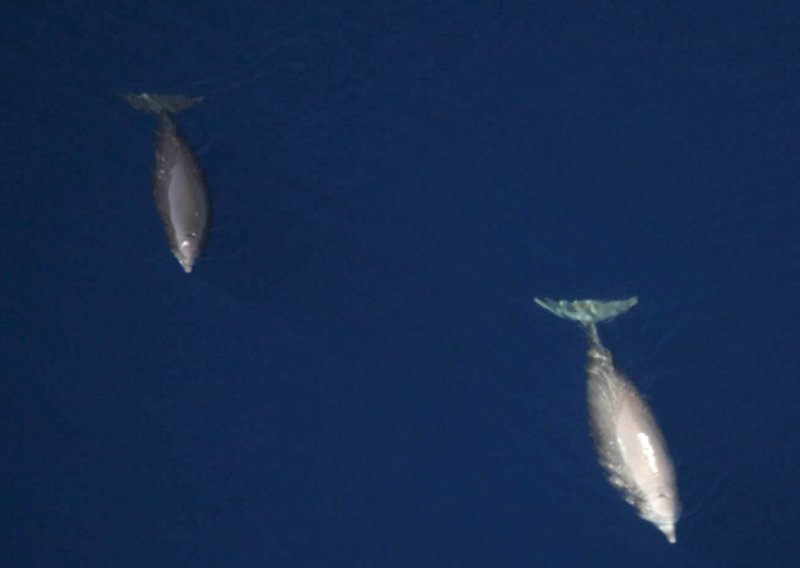 U Jadranu počelo praćenje zaštićene vrste kitova