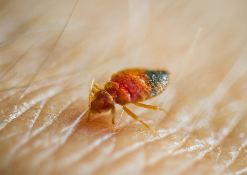Slučajno otkriveno čega se stjenice zapravo boje: Evo što ih odmah tjera u bijeg