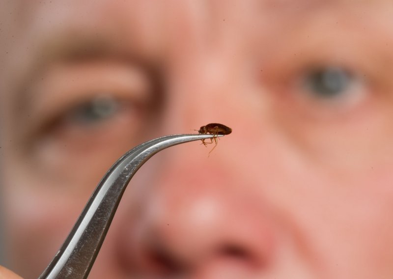 Sanitarna inženjerka pojasnila kako se riješiti stjenica