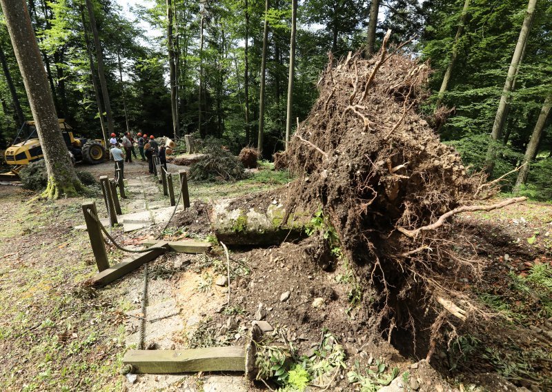 Kreće obnova; Hrvatske šume spremne za sadnju 21.000 sadnica