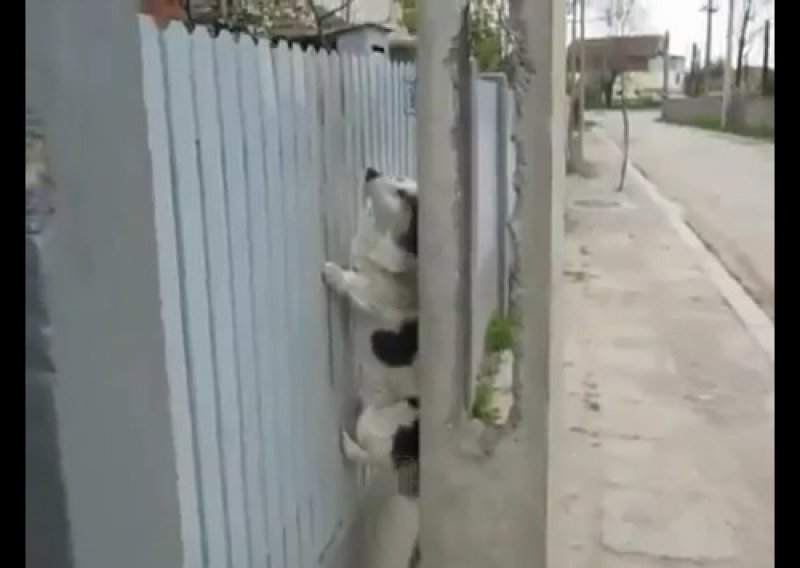 Pogledajte psića koji se penje uz ogradu