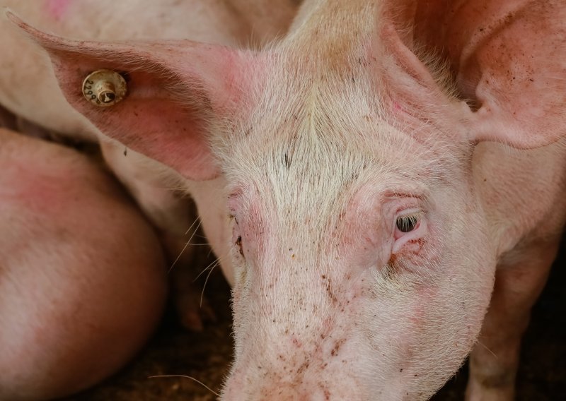 Evo koliko Agroproteinka zarađuje od eutanaziranih svinja