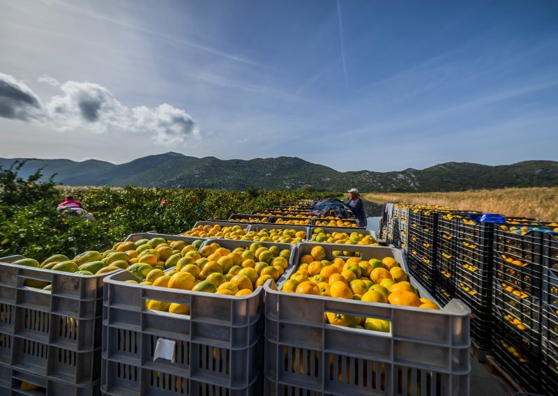 Uništene mandarine: '20 godina smo koristili taj pesticid i sad je odjednom otrovan'