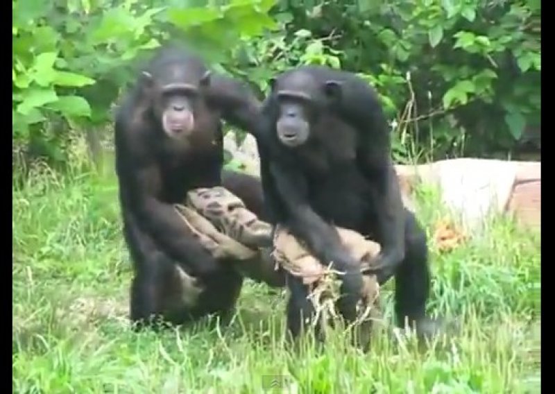 Čimpanze nas nasmijale sinkroniziranim hodom