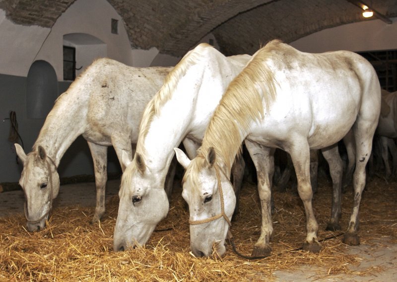 Šest lipicanaca uginulo u lipičkoj ergeli