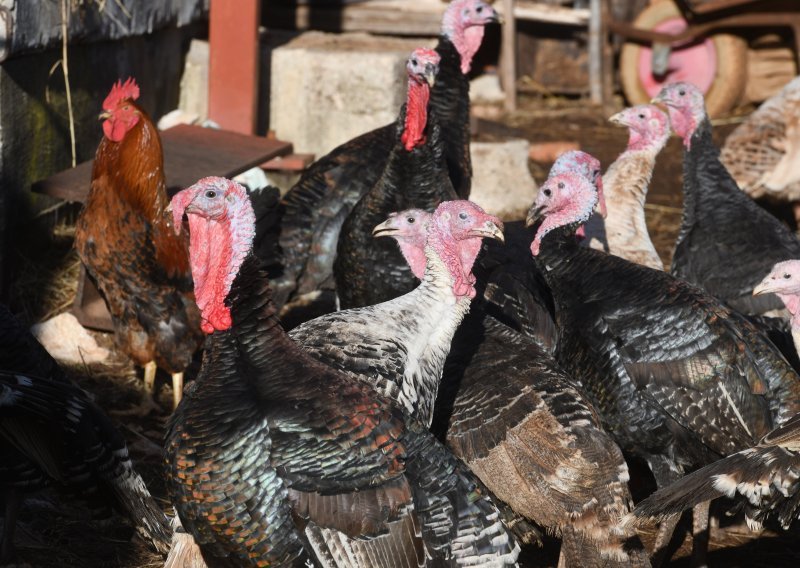Na farmi purana poznatog hrvatskog proizvođača pojavila se ptičja gripa