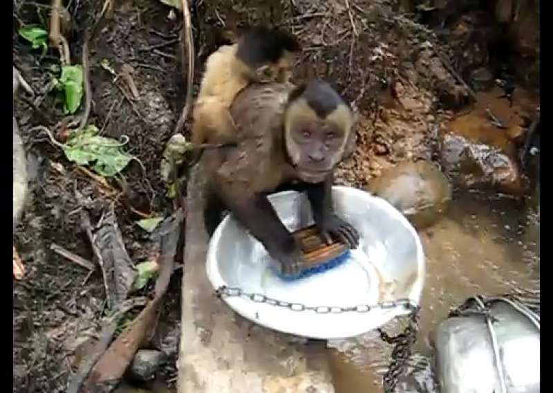 Upoznajte Petea – majmuna koji pere suđe