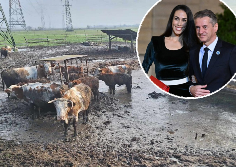 Skandal u Sloveniji: Oduzete 24 krave, sve je zakuhala premijerova partnerica