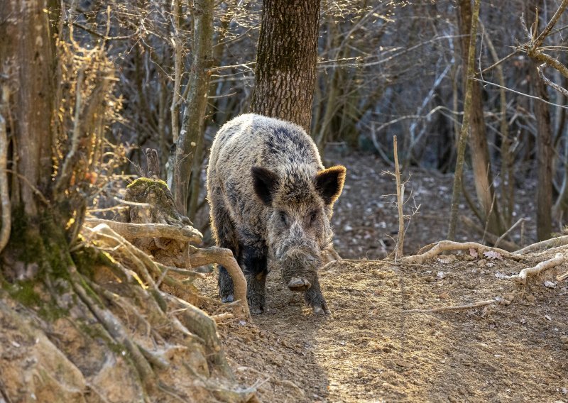 Na području Hercegovine afrička kuga prešla na divlje svinje, zabranjen lov