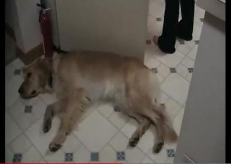 Zlatni retriver Scooter je jedan vrlo umoran pas