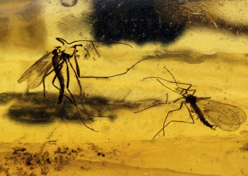 Najstariji fosil komarca iznenadio – krvlju se hranio i mužjak