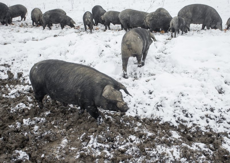 Meso crne slavonske svinje dobilo europsku oznaku zaštite izvornosti
