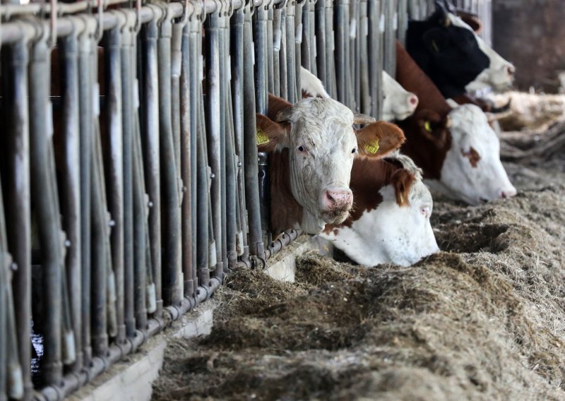 Istražni zatvor HDZ-ovcu osumnjičenom za pokušaj trovanja krava