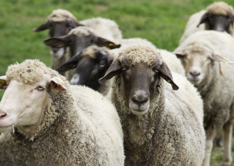 Slovenski ovčari nezadovoljni subvencijom za vukove