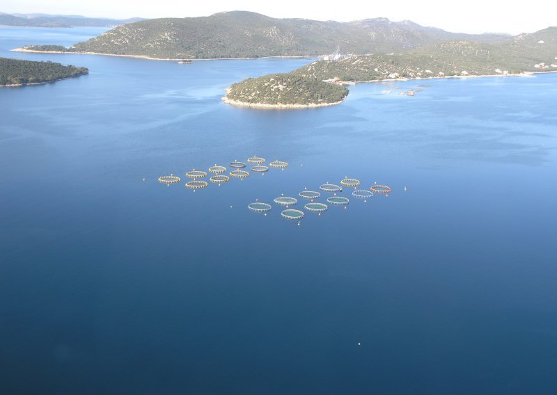 Cromaris će izvoziti ribu u Rusiju