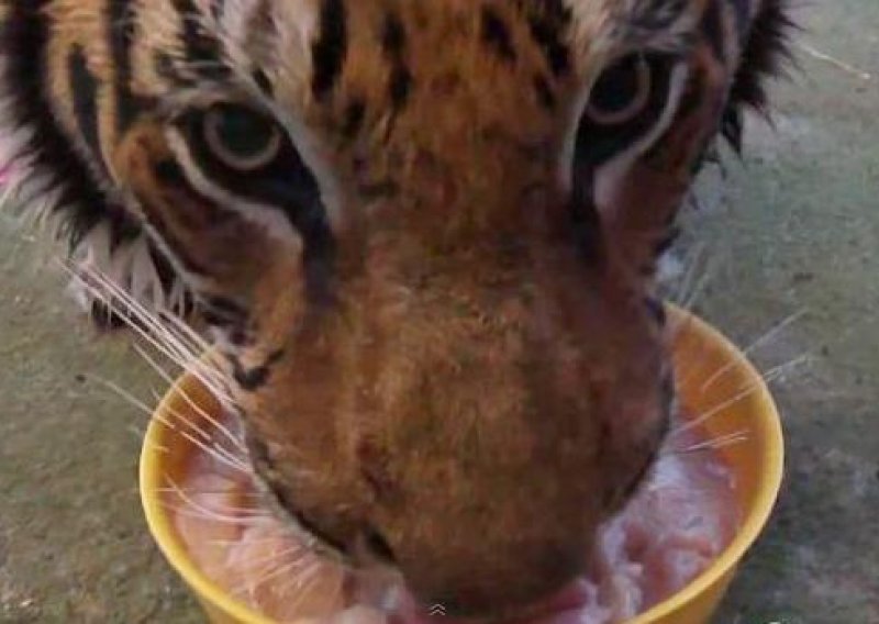 Evo kako izgleda juriš gladnog tigra