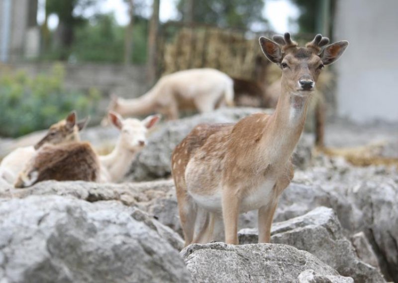 Jeleni počeli rikati dva mjeseca ranije