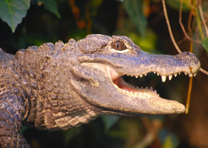 Vrećaste hlače spasile tinejdžera od krokodila