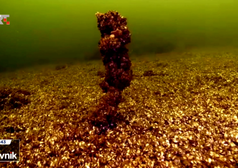 Delti Neretve prijeti školjkaš iz Crnog mora, na popisu je 100 najgorih na svijetu