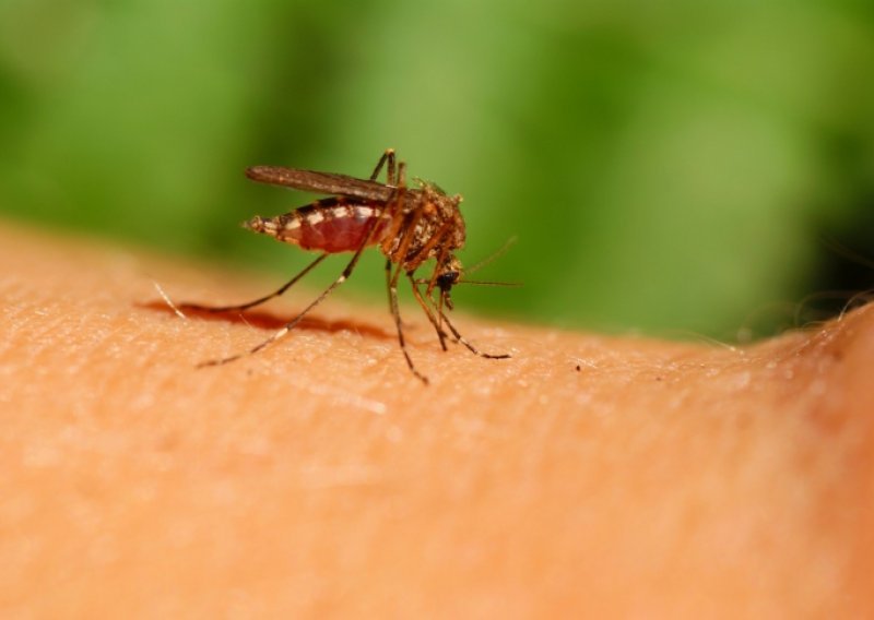 Eighteen in Croatia infected with West Nile Virus