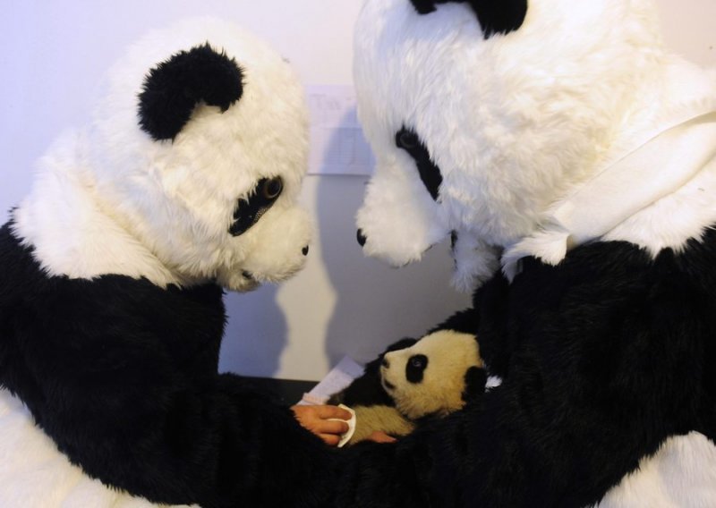 Prerušeni znanstvenici brinu za bebu pandu