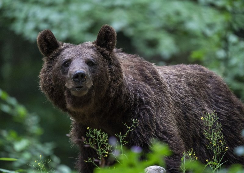 Migrante kod Bihaća napao medvjed, od smrti ih spasio džepni nožić