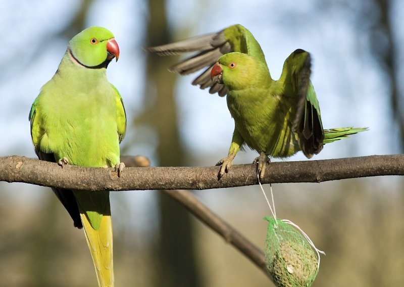 Jeste li znali da su papagaji skloni debljanju?