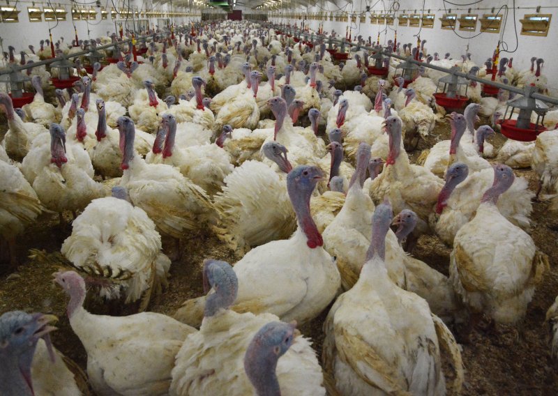 Opet hara influenca ptica, potvrđena na jednoj farmi purana u Slavoniji